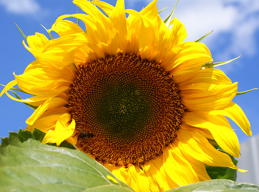 Фото жизнь (light) - Svetlana Fadeeva - Многоликость цветов... - ...ещё раз про лето...