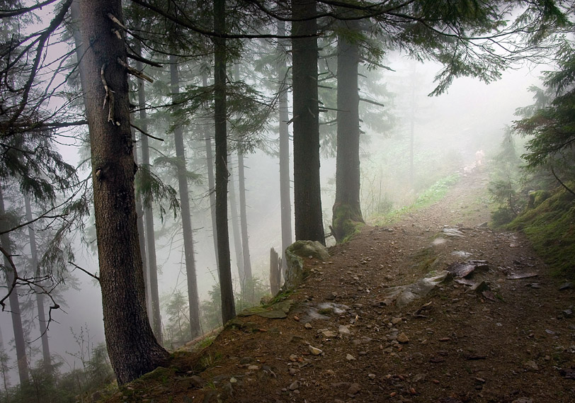 Фото жизнь (light) - Sergey_Polyakov - корневой каталог - Лесная дорога в горах
