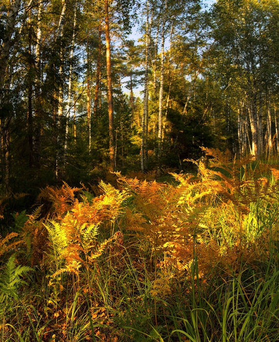 Фото жизнь