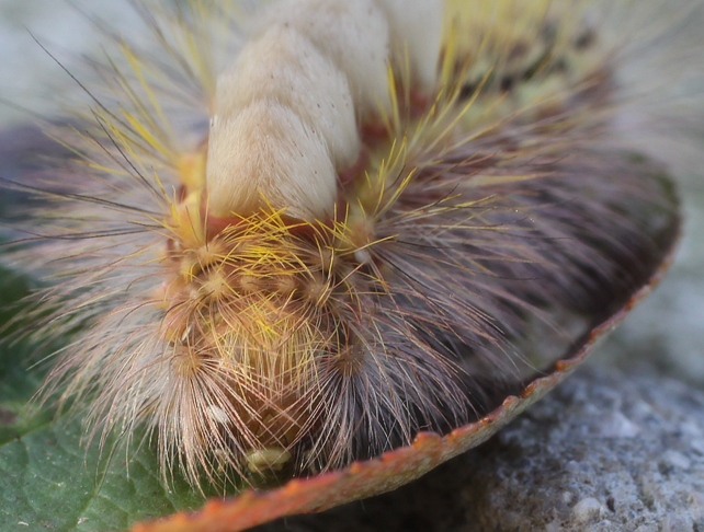 Фото жизнь (light) - Анастасия F - корневой каталог - Гюльчатай, открой личико! 