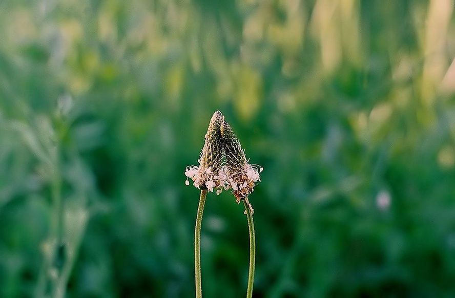 Фото жизнь (light) - deer - флора фауна - про любовь