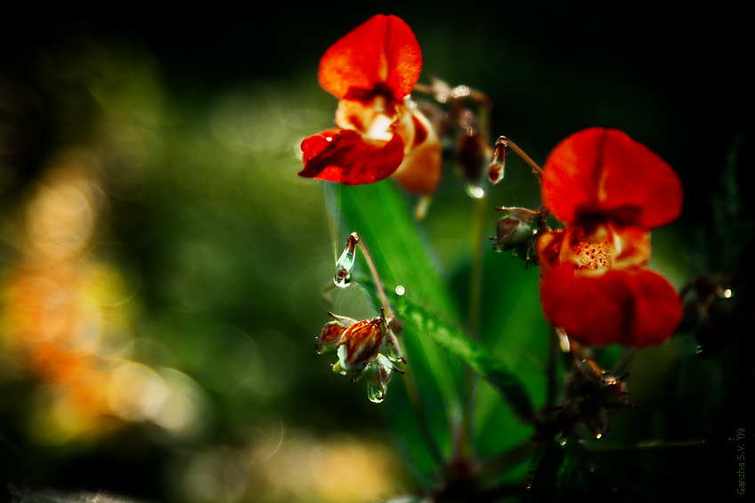 Фото жизнь (light) - Ганжа Сергей - Nature - роса на цветочках