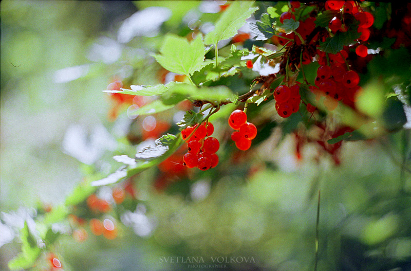 Фото жизнь (light) - Svetlana Volkova - Nature - Berries