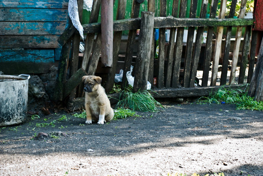 Фото жизнь (light) - samoswalkin - деревенское - он ещё совсем мал