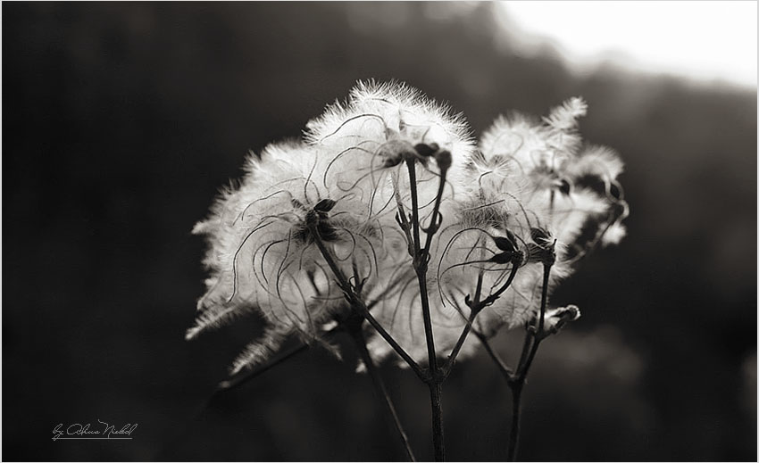 Фото жизнь (light) - lona - цветы - ветер перемен
