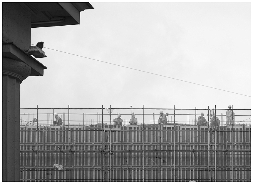 Фото жизнь (light) - Андрей Ильяшенко - "Герои" нашего времени - Китайские голуби