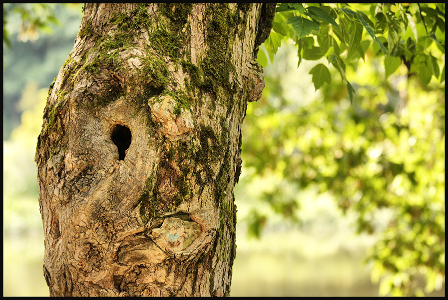 Фото жизнь (light) - Антонина Морозова - Природа - Кто-то там живёт