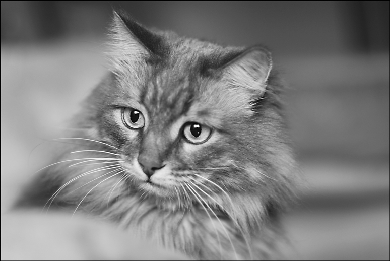 Фото жизнь (light) - Виктория Павелко - Cats - Том
