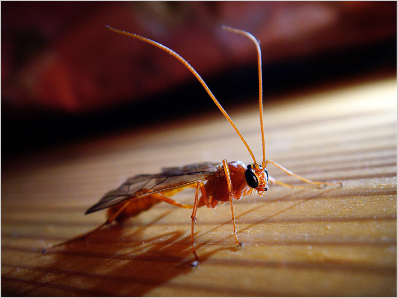 Фото жизнь (light) - Котов Вадим - усы-лапы-хвост)) - стайер