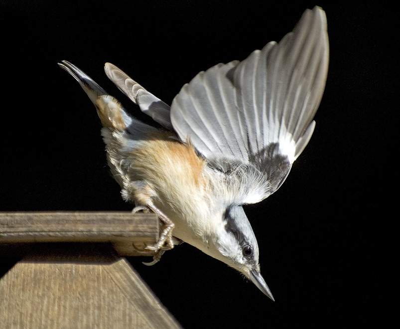 Фото жизнь (light) - Степан Степанов - корневой каталог - падающий птиц