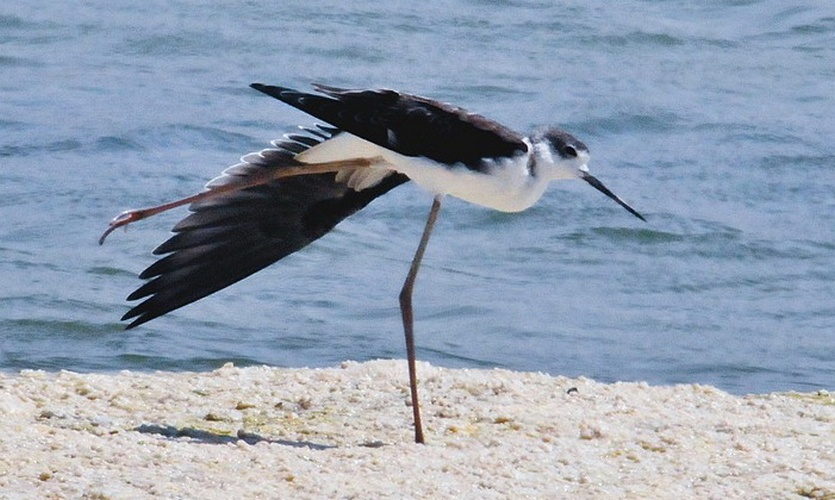 Фото жизнь (light) - prilev - Летать рожденные...! - Зарядка
