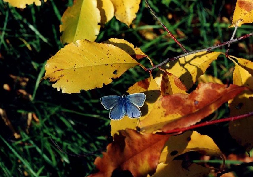 Фото жизнь (light) - deer - флора фауна - ***