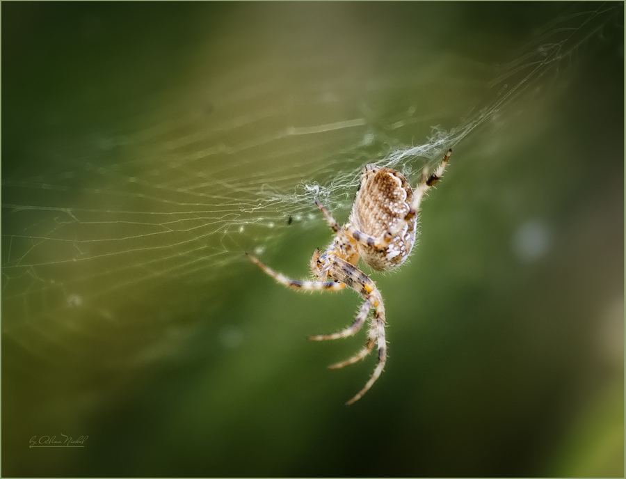 Фото жизнь (light) - lona - макро - паучёк