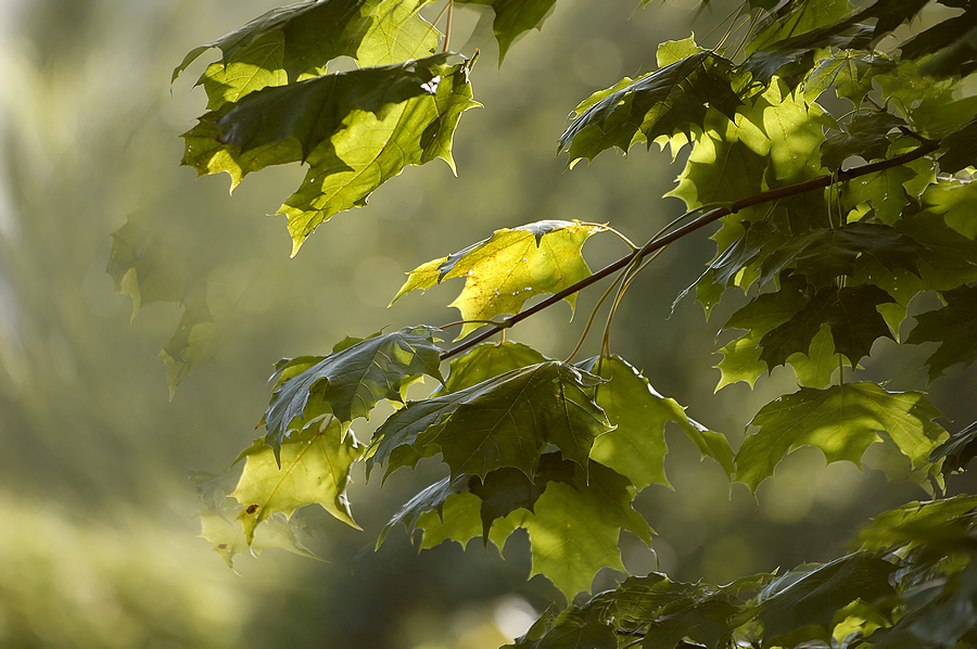 Фото жизнь - emunilkin - природа - Кленовые листья