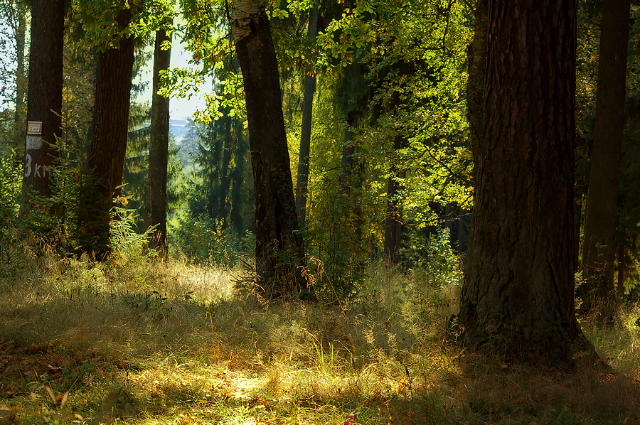 Фото жизнь - emunilkin - природа - Осенний лес