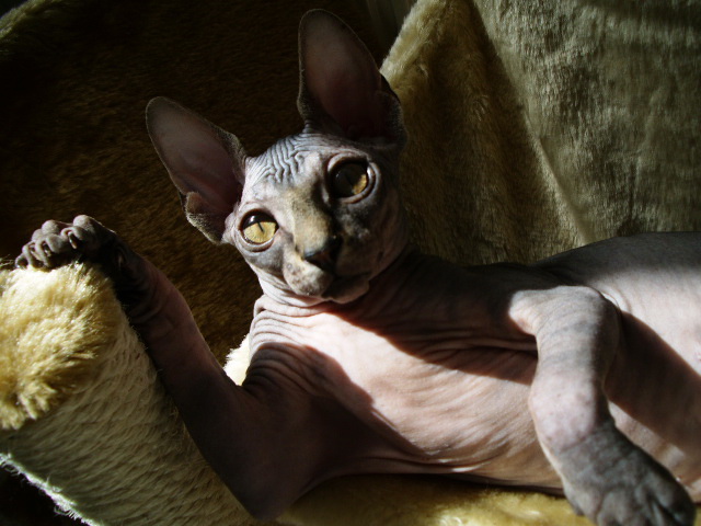 Фото жизнь (light) - Vizonto - The cats - ***