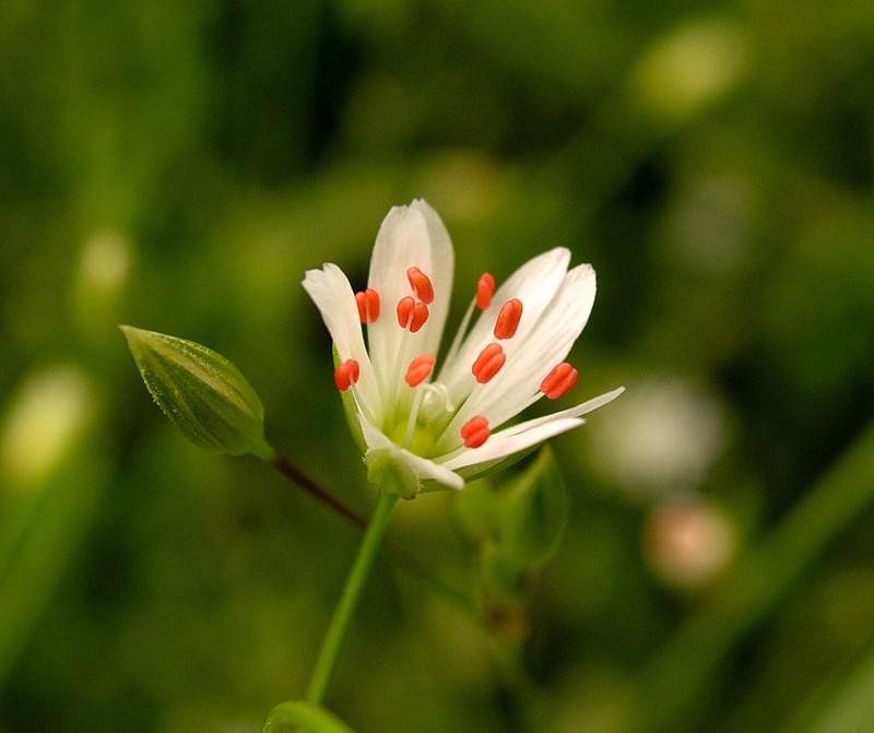 Фото жизнь (light) - grafcc - корневой каталог - Барбариски.