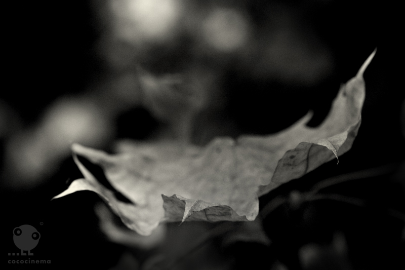 Фото жизнь (light) - cococinema - Nature. - Старец.