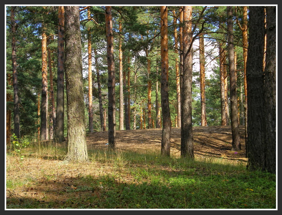 Фото жизнь (light) - natashulpinova - Природа и пейзажи - Соновый лес