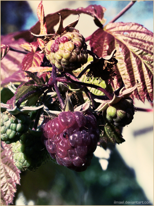Фото жизнь (light) - ilmael - корневой каталог - autumn:raspberries