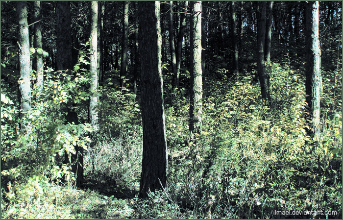 Фото жизнь (light) - ilmael - корневой каталог - autumn:forest