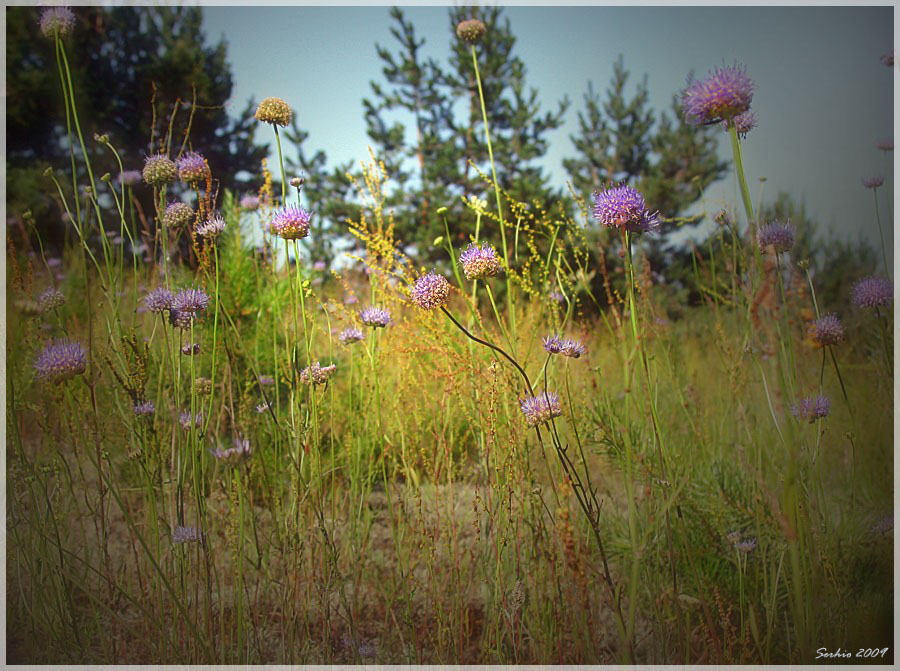 Фото жизнь (light) - serg... - В Лесу  - На полянке