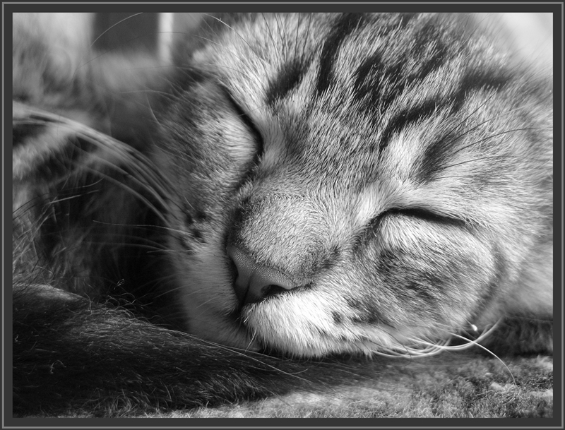 Фото жизнь (light) - silence-tmd - братья наши меньшие - my cat