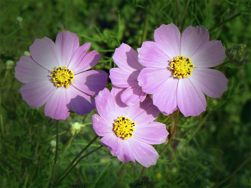 Фото жизнь (light) - Синицына Ольга - цветики - без претензий.....с улыбкой :)