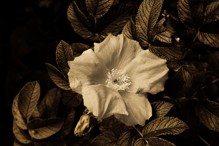 Фото жизнь (light) - temas - Аroundspb - Decadance