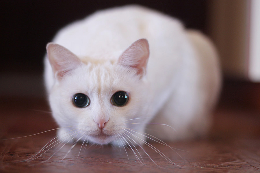 Фото жизнь (light) - Slavnaya - животные - портрет глазастой кошки