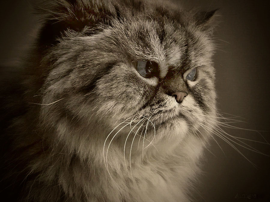 Фото жизнь (light) - Angela Wojtowska  - Живность - Все бегут домой с холодных улиц и пустых, значит, снова будут в моде тёплые коты...