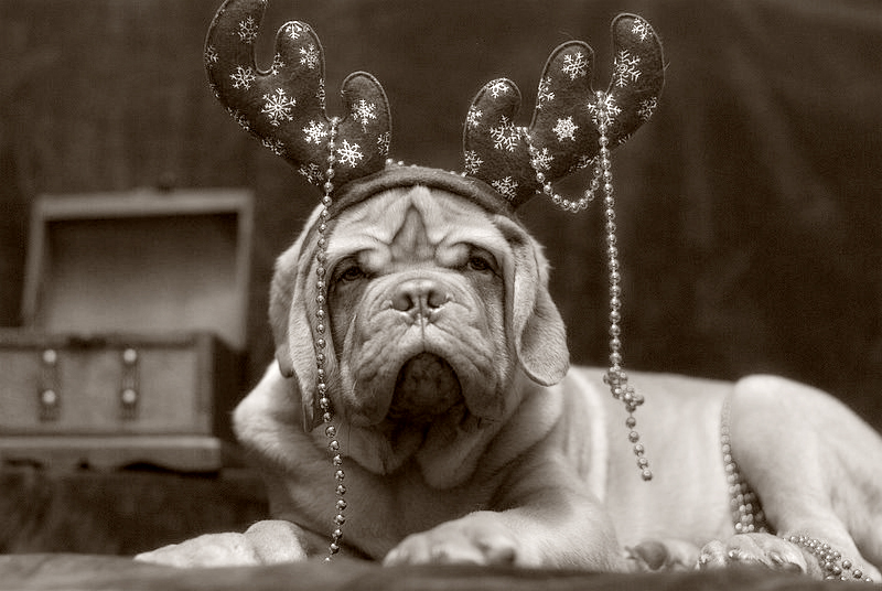 Фото жизнь (light) - Fotomolos - корневой каталог - Cтрашный зверь!