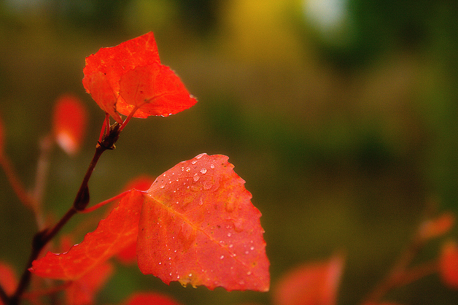 Фото жизнь (light) - Светлана Морсина - Осенние пейзажи - Осень нам машет листочком...