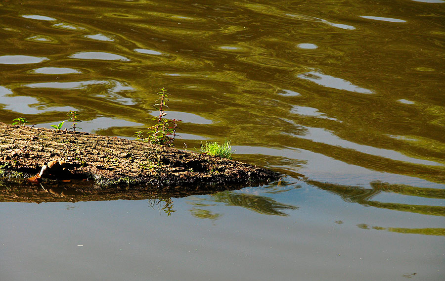 Фото жизнь (light) - Октай Гусейнов - Природа - Деревянный крокодил