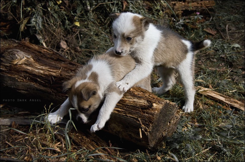 Фото жизнь (light) - dark-angel - Animals - акробатический этюд(или помоги перелезть другу)