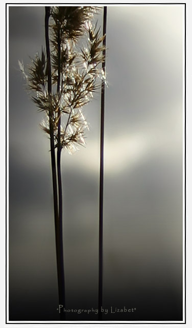 Фото жизнь (light) - Lizabet - цветы - ***