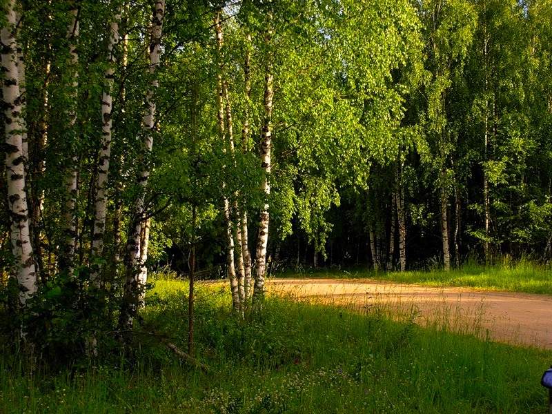 Фото жизнь (light) - grafcc - корневой каталог - Лесная дорожка.