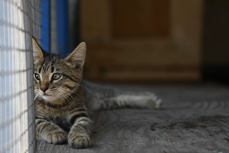 Фото жизнь (light) - Сергей Малюгин - кошачьи - в тени