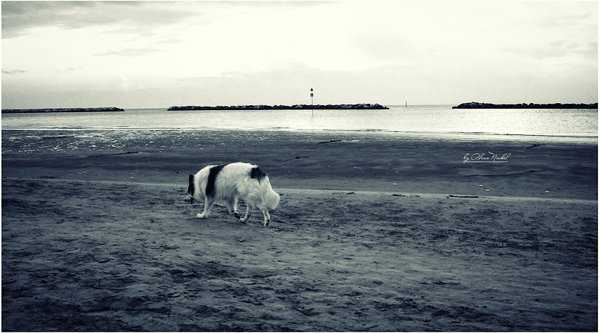 Фото жизнь (light) - lona - животные - утренняя прогулка