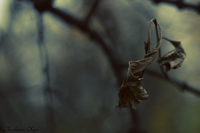 Фото жизнь (light) - Olga Terehova - корневой каталог - "Деревья умирают стоя"