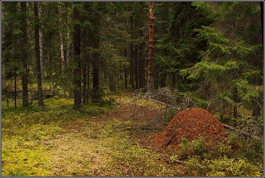 Фото жизнь (light) - klepa - пейзажи - Валдайский лес