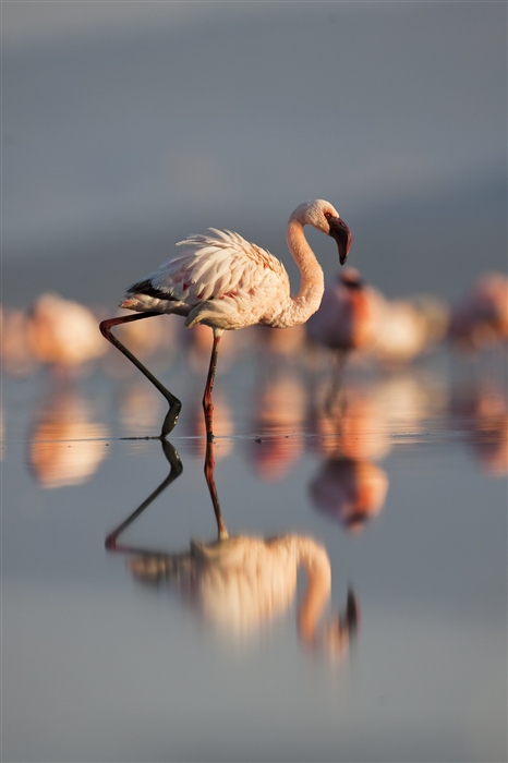 Фламинго...просто фламинго..:))