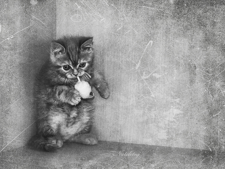 Фото жизнь - Наталья Кузнецова - домашние животные - про игры котят...