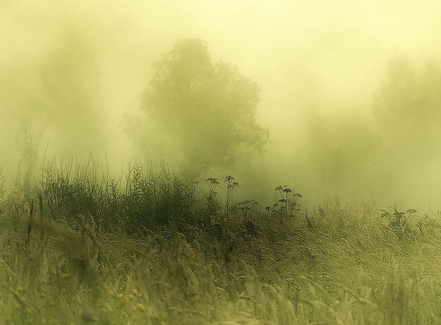 Фото жизнь (light) - emunilkin - природа - туман....