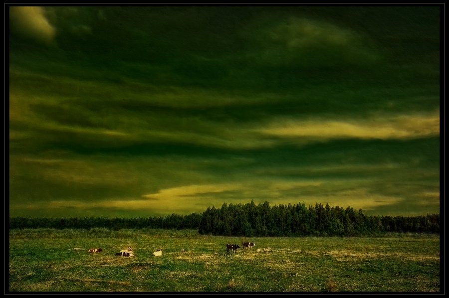 Фото жизнь (light) - Павел - корневой каталог - Лето и его коровки