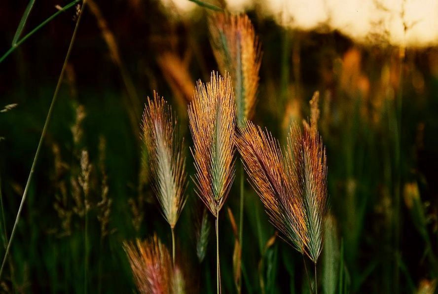 Фото жизнь (light) - deer - флора фауна - золотые хвосты