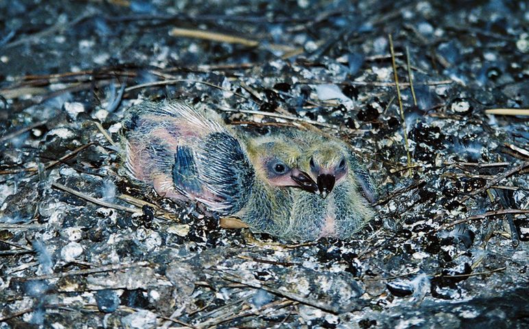 Фото жизнь (light) - deer - флора фауна - малыши