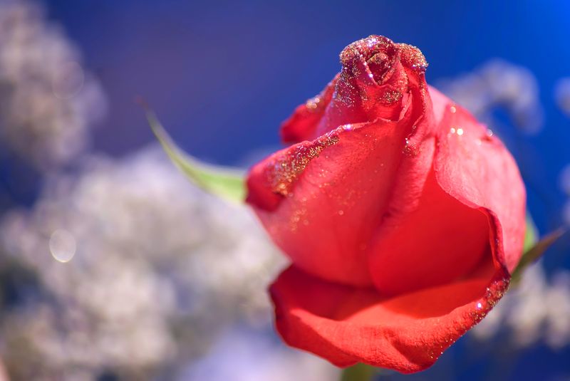 Фото жизнь (light) - aska - цветы,натюрморты - роза