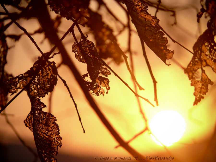 Фото жизнь (light) - Alexander Jeldakoff - Sunline Sunset Sunrise - Dry Sunset