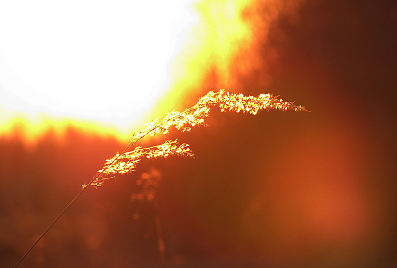 Фото жизнь (light) - Октай Гусейнов - Природа - Закатное освещение
